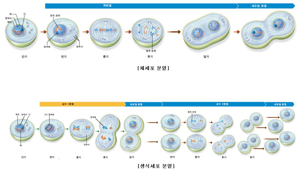 금성출판사 티칭백과